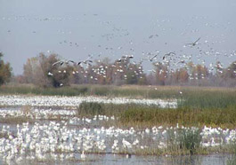 Flying geese